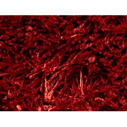 ΜΟΚΕΤΑ SHAGGY BENGALI 24 ΒΥΣΣΙΝΙ - ΝΙΚΟΤΕΧ (ΕΠΙΘΥΜΗΤΗΣ ΔΙΑΣΤΑΣΗΣ)