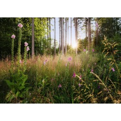 ΦΩΤΟΤΑΠΕΤΣΑΡΙΑ ΤΟΙΧΟΥ KOMAR X7-1005 SUMMER GLADE 350x250