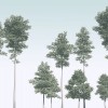 ΦΩΤΟΤΑΠΕΤΣΑΡΙΑ ΤΟΙΧΟΥ KOMAR R4-040 PINES 400x280 ΦΩΤΟΤΑΠΕΤΣΑΡΙΑ ΤΟΙΧΟΥ KOMAR R4-040 PINES 400x280