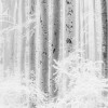 ΦΩΤΟΤΑΠΕΤΣΑΡΙΑ ΤΟΙΧΟΥ KOMAR R4-043 WINTER WOOD 400x280 ΦΩΤΟΤΑΠΕΤΣΑΡΙΑ ΤΟΙΧΟΥ KOMAR R4-043 WINTER WOOD 400x280