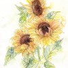 Φωτοταπετσαρία τοίχου KOMAR με ηλιοτρόπια "Girasol" X4-1008 200X250 Φωτοταπετσαρία τοίχου KOMAR με ηλιοτρόπια "Girasol" X4-1008 200X250