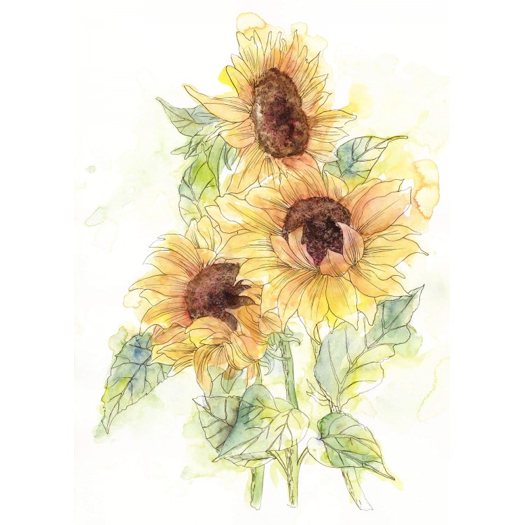 Φωτοταπετσαρία τοίχου KOMAR με ηλιοτρόπια "Girasol" X4-1008 200X250 Φωτοταπετσαρία τοίχου KOMAR με ηλιοτρόπια "Girasol" X4-1008 200X250